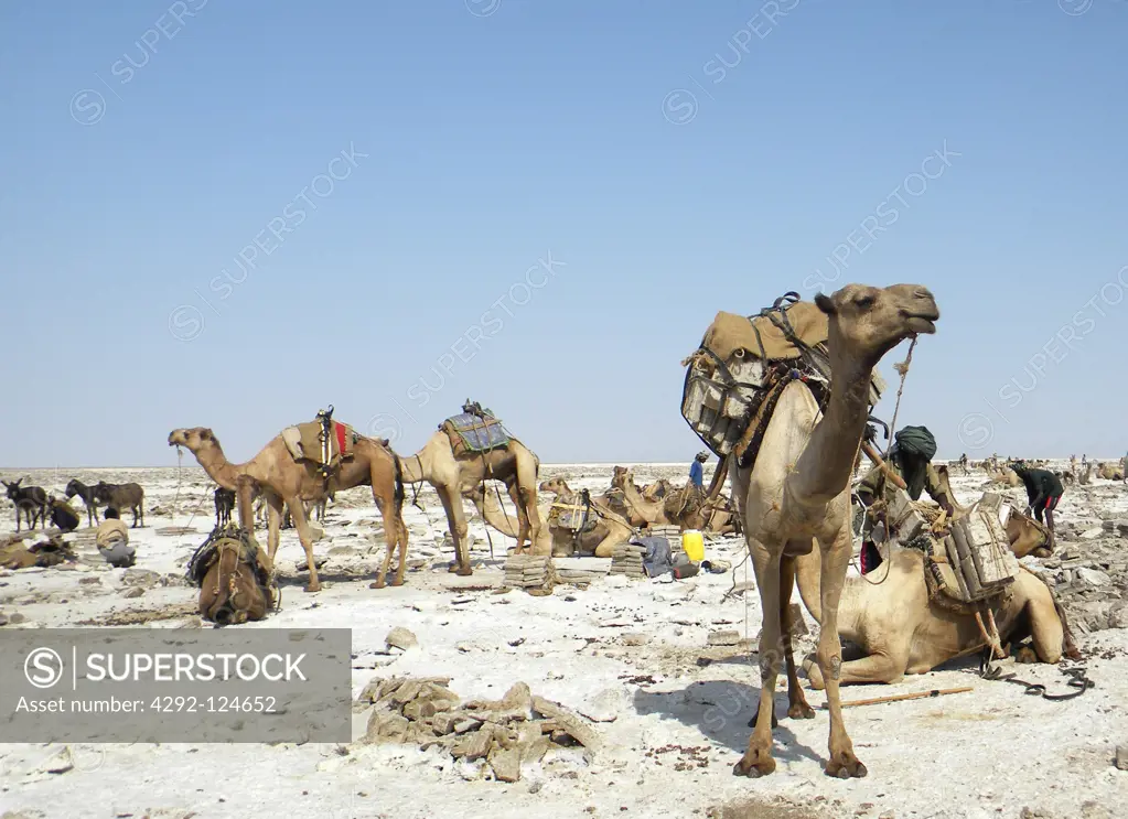 Africa, Ethiopia, Danakil, salt caravan