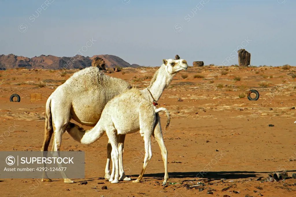 Saudi Arabia, dromedary camelin the desert