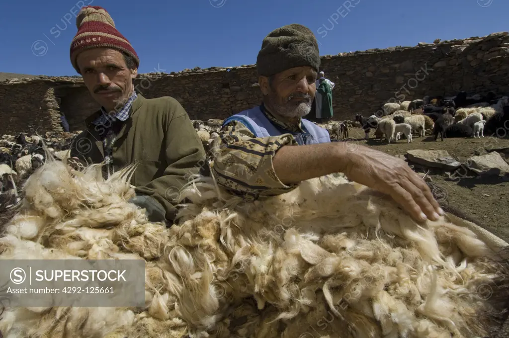 Morocco, Jebel Siroua,  Anti-Atlas. Farmers sheep shearing