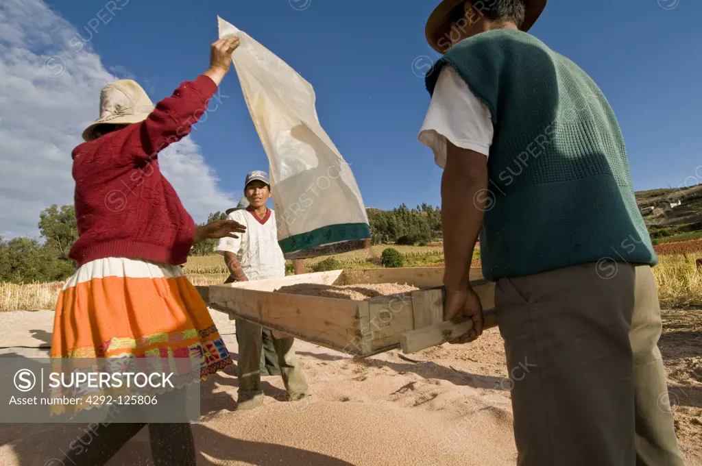 Peru, Cordillera Blanca: Quinoa threshing