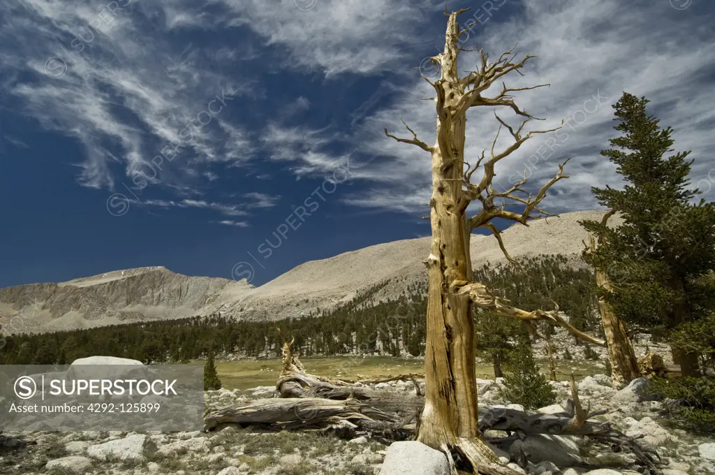 USA, California, Sequoia National Park: Inyo National Forest