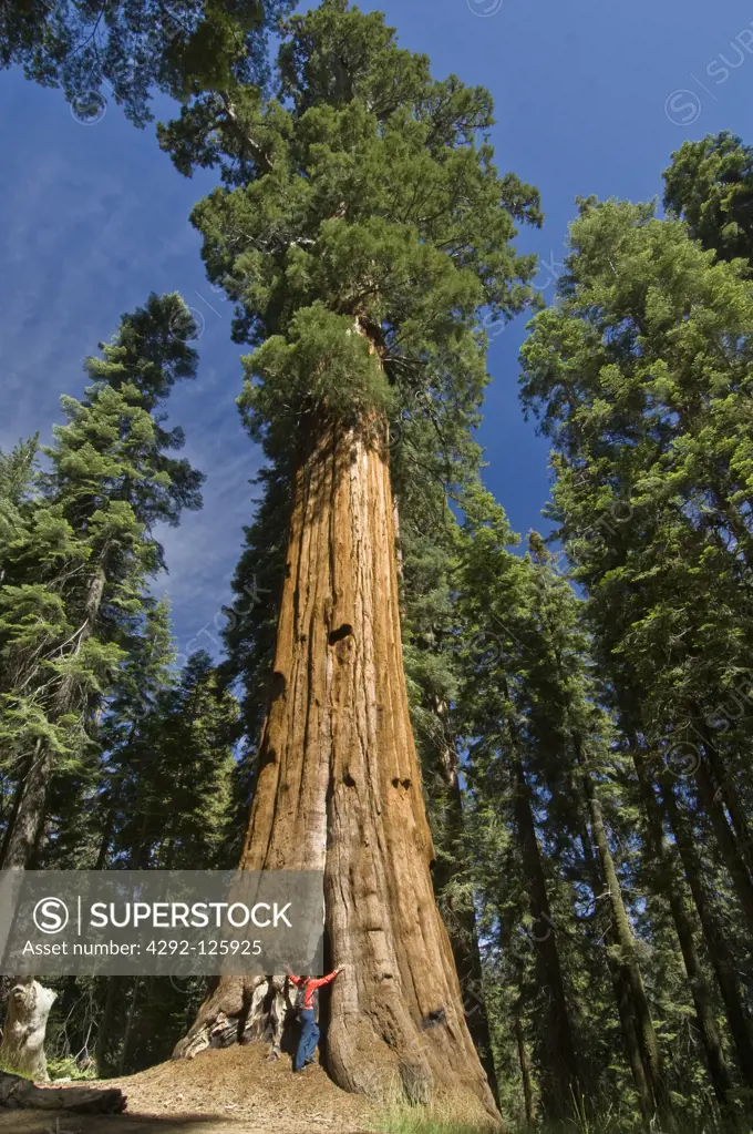 USA, California, Sequoia National Park: Giant Museum Forest, giant sequoia