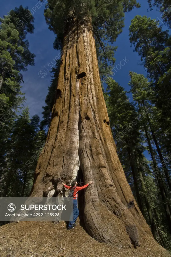 USA, California, Sequoia National Park: Giant Museum Forest, giant sequoia