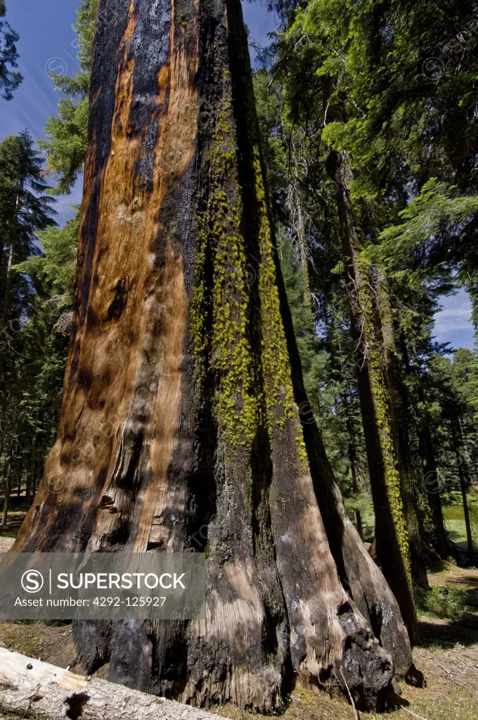 USA, California, Sequoia National Park: Giant Museum Forest, burnt giant sequoia