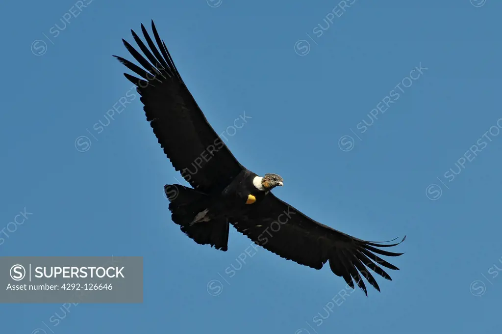 Peru, Arequipa, Colca Canyon, Andean Condor, Vultur gryphus