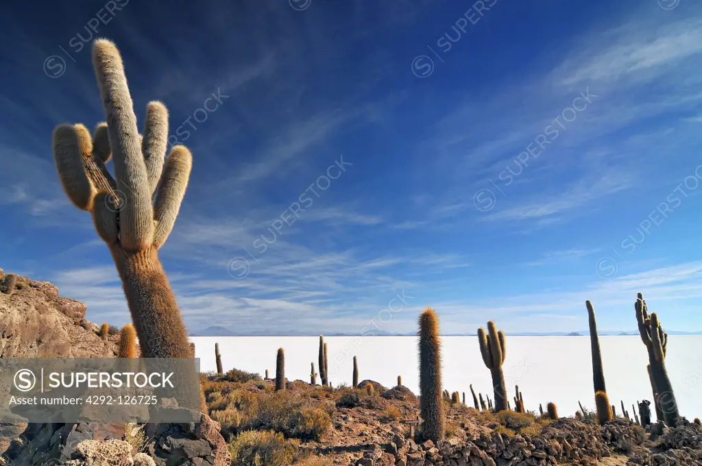 Bolivia, Incahuasi Island in the Center of the Salar de Uyuni, Cactus
