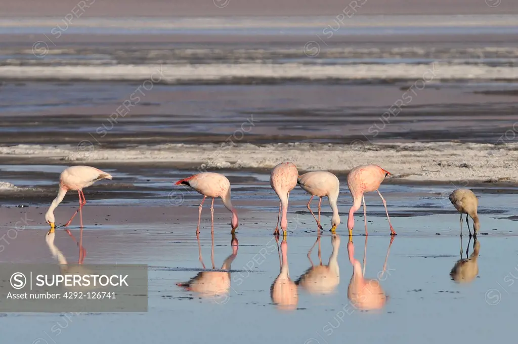 Bolivia, Laguna Colorada, the  Puna Flamingo, Phoenicoparrus Jamesi