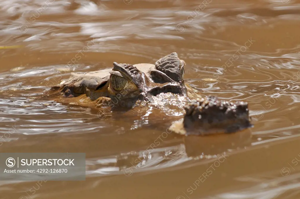 Peru, Amazon Rainforest, the Spectacled White or Common caiman, Caiman crocodilus