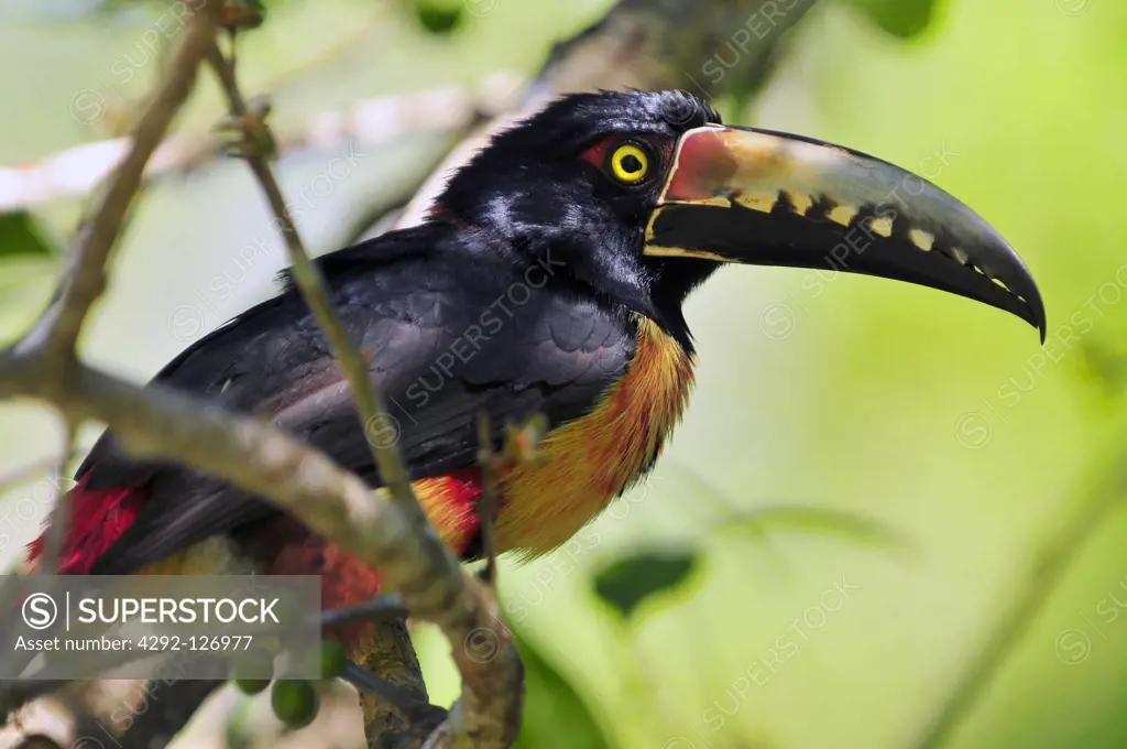 Collared Aracari (Pteroglossus torquatus) toucan, a near-passerine bird