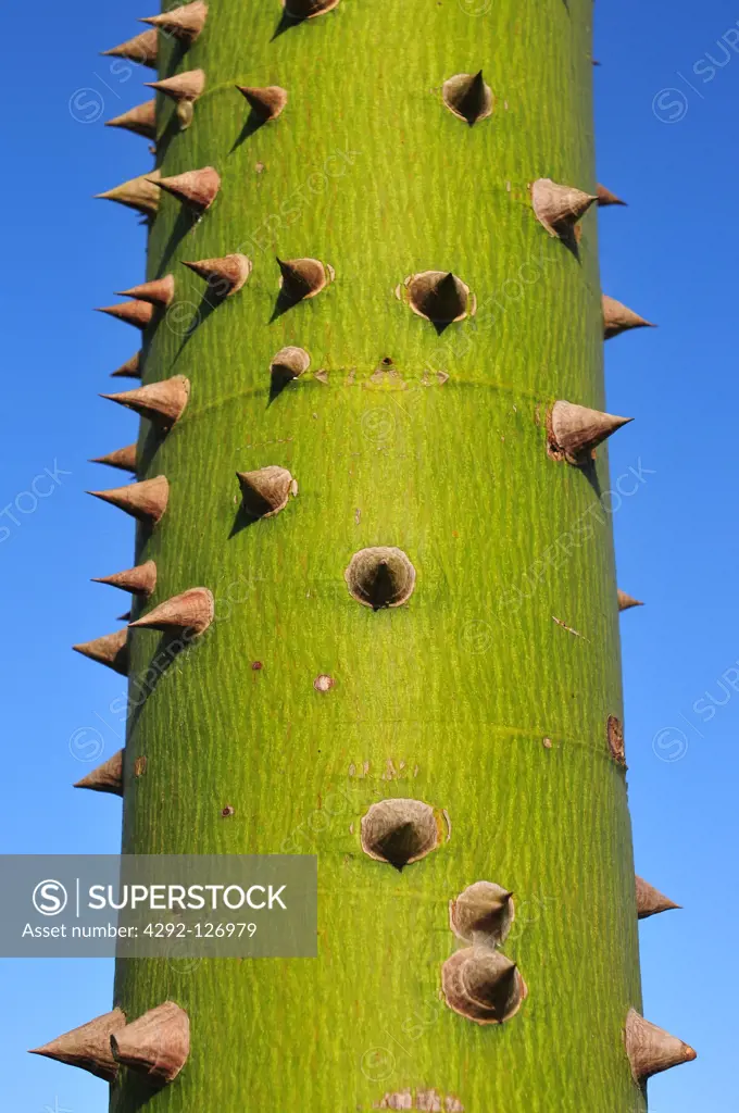 Ceiba, name of a genus of many species of large trees found in tropical areas, including Mexico, Guatemala, Central and South America