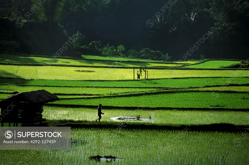 Indonesia, Java, View of ricefields