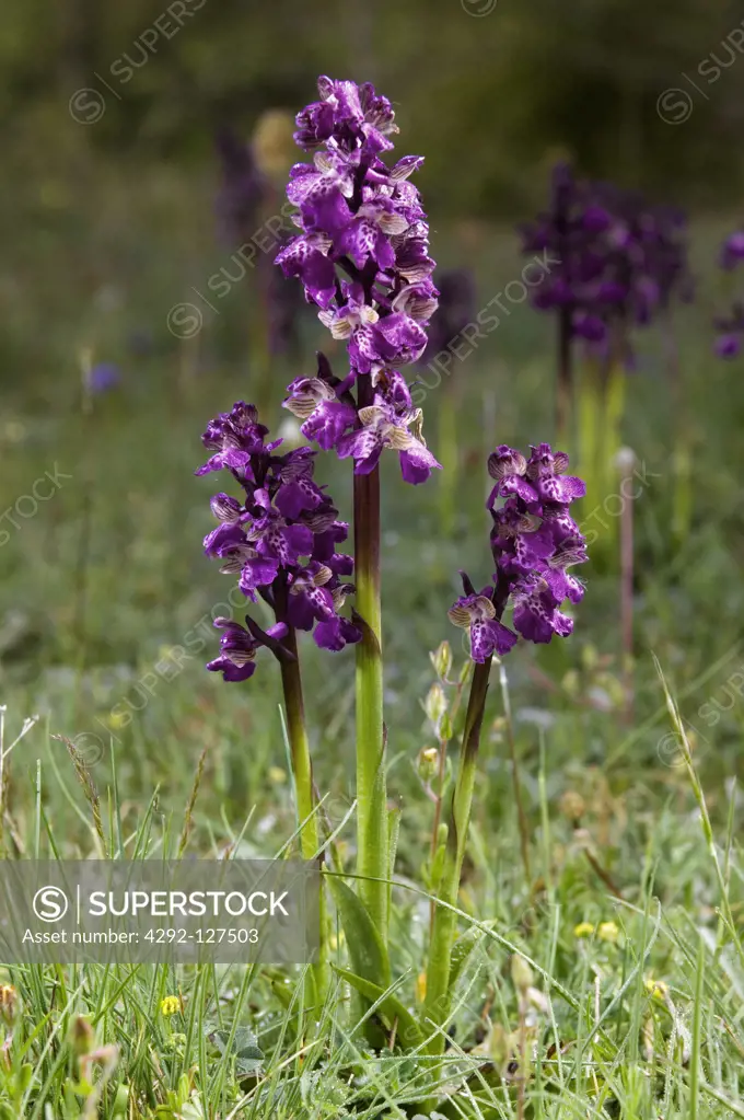 Close up of purple orchids - Orchis mascula