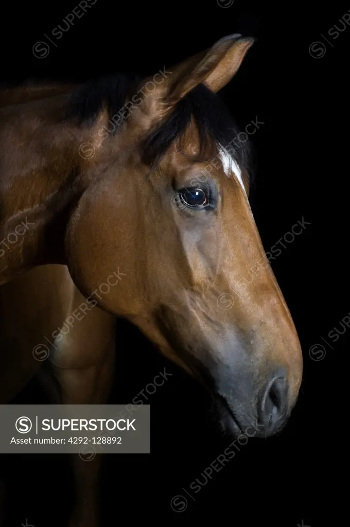 Horse in studio