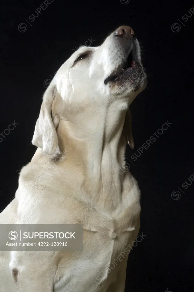 Golden Labrador dog portrait