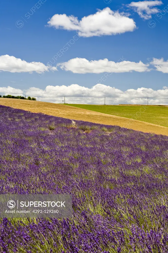 France, Provence, Rows of Lavender on farm