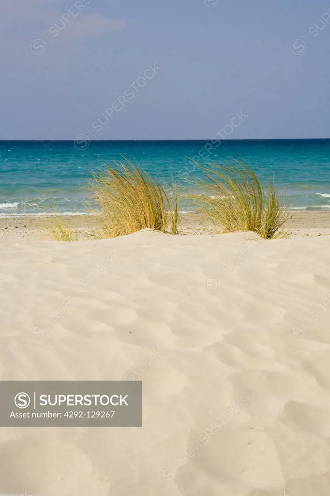 Italy, Sardinia, Teulada, Beach, Plant