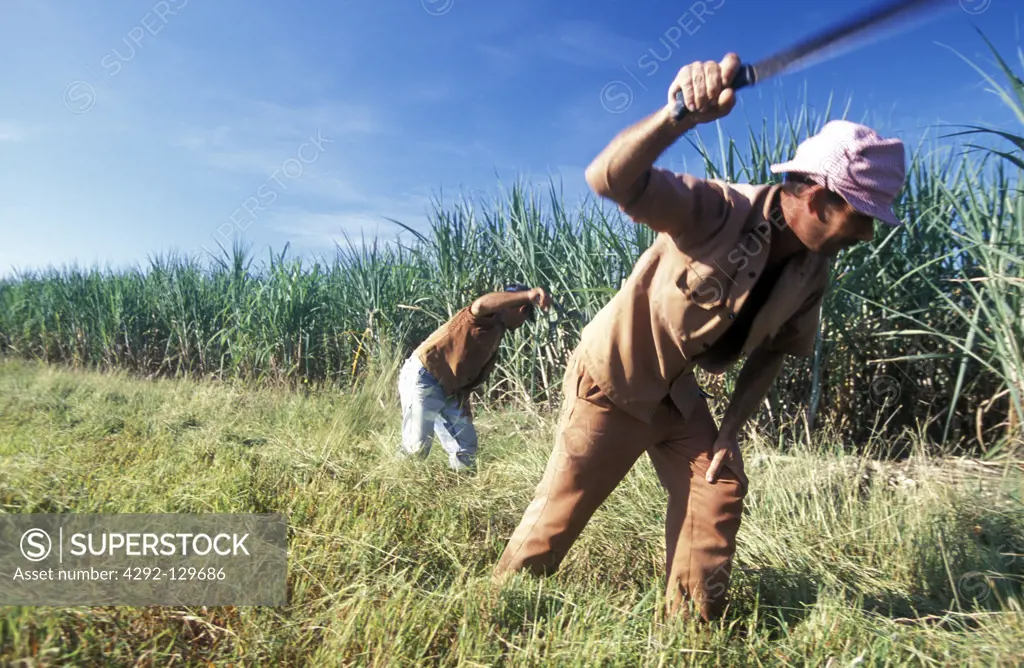 A farmer at his work in the sugarcane plantations with Cueto in the province of Holguin in Cuba in the Caribbean.