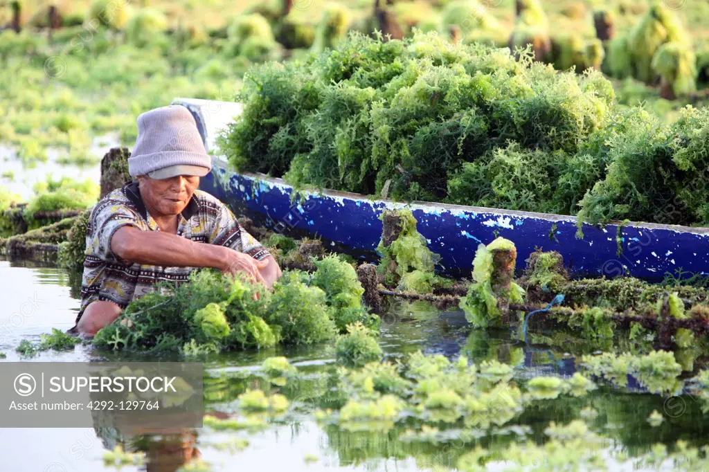 The harvest in the Seegrass plantation on the island Nusa Lembongan of the neighbouring island of Bali, Indonesia.