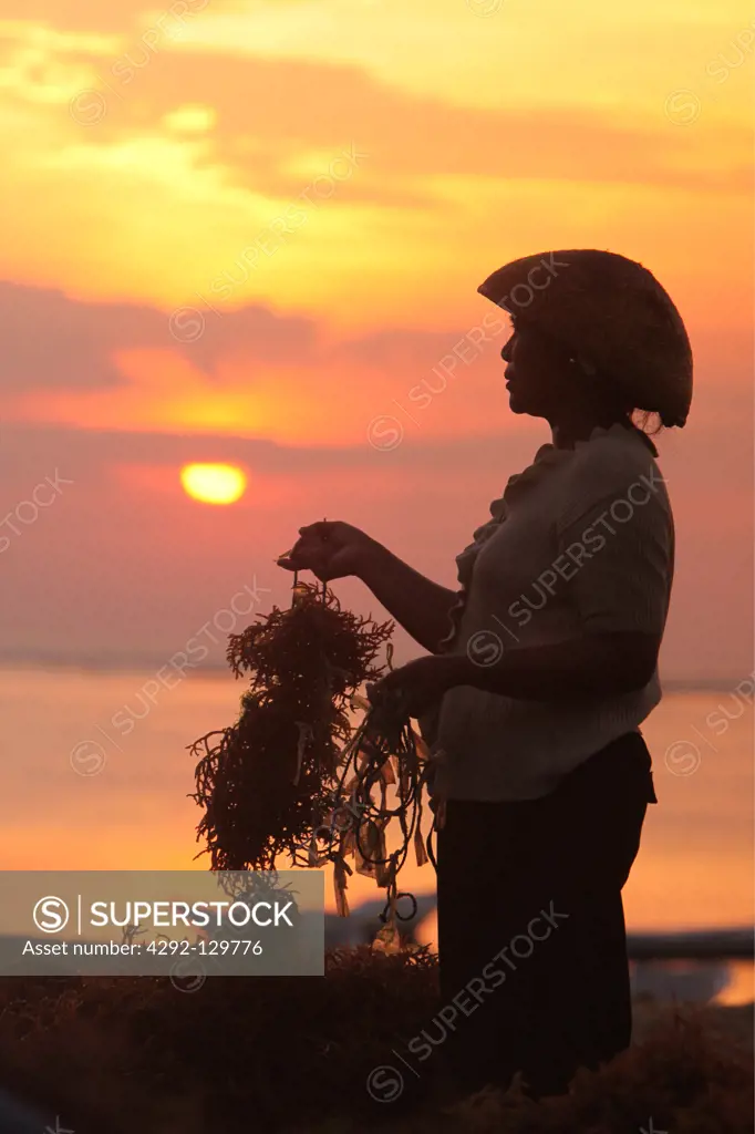A worker with the Seegrass harvest in the Seegrass plantation on the island Nusa Lembongan of the neighbouring island of Bali, Indonesia.