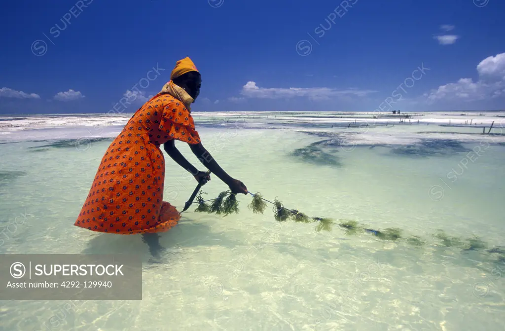A woman works on her sea grass plantation on the east sextons of the island Zanzibar to the east of Tanzania in the Indian ocean.