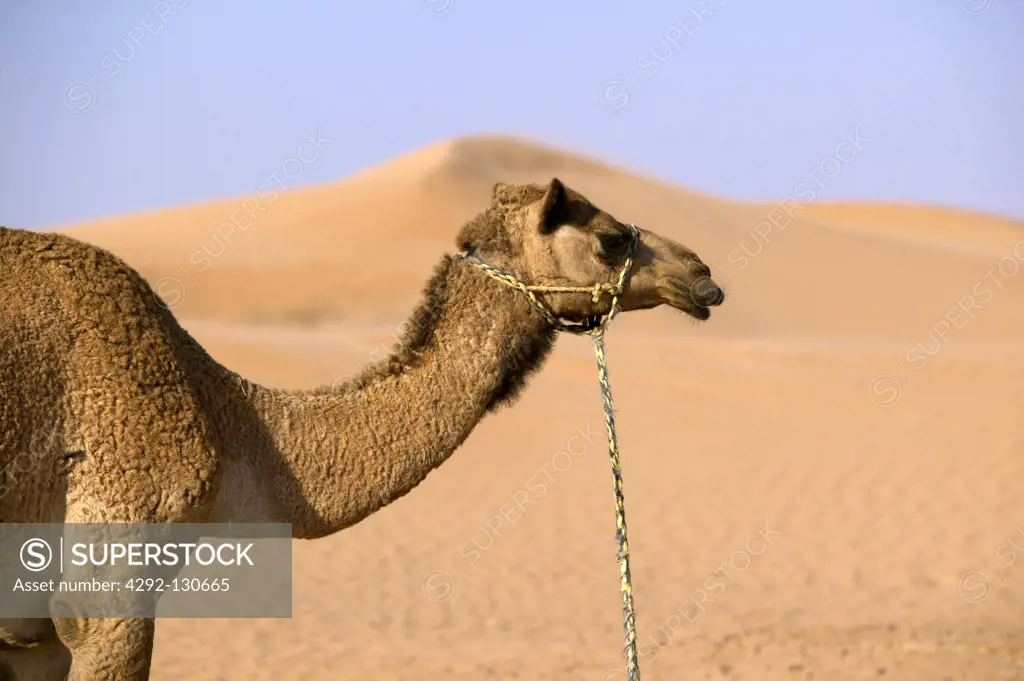VAE Dubai Kamel in der Wueste, camel in the desert