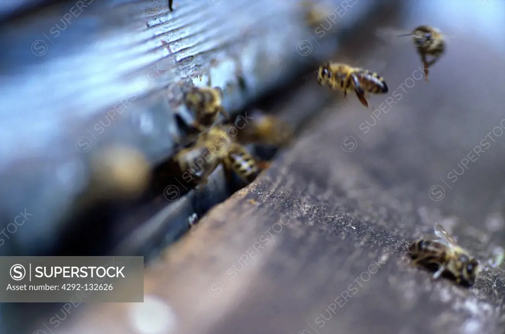Bees flying to a Bee-hive.