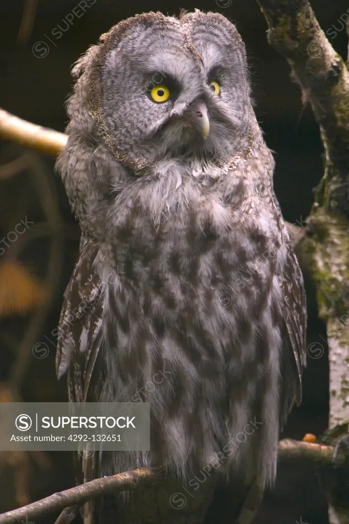 Great Gray Owl in the Riga Zoo. Strix nebulosa