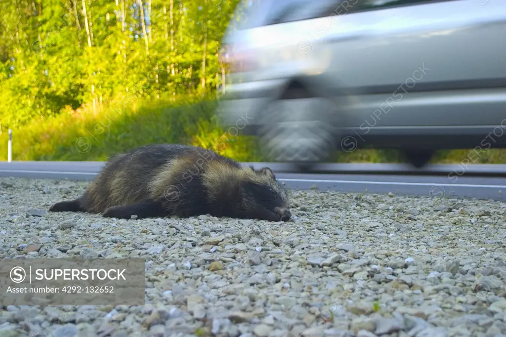 A Dead Raccoon Dog on the Road. Nyctereutes procyonoides
