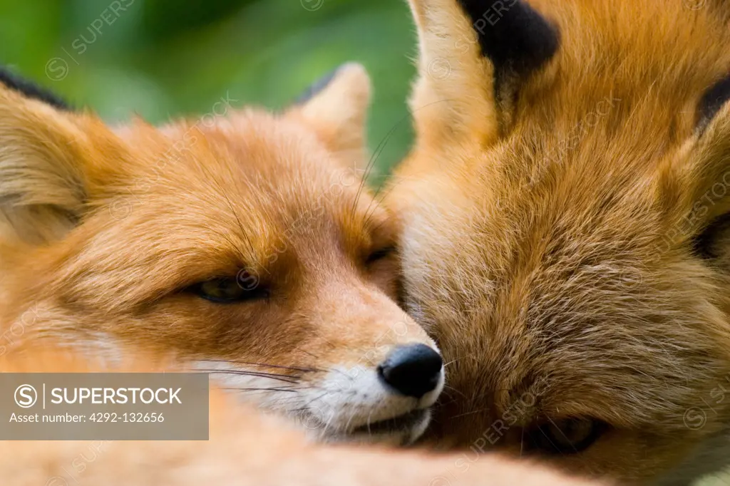 Young Foxes.