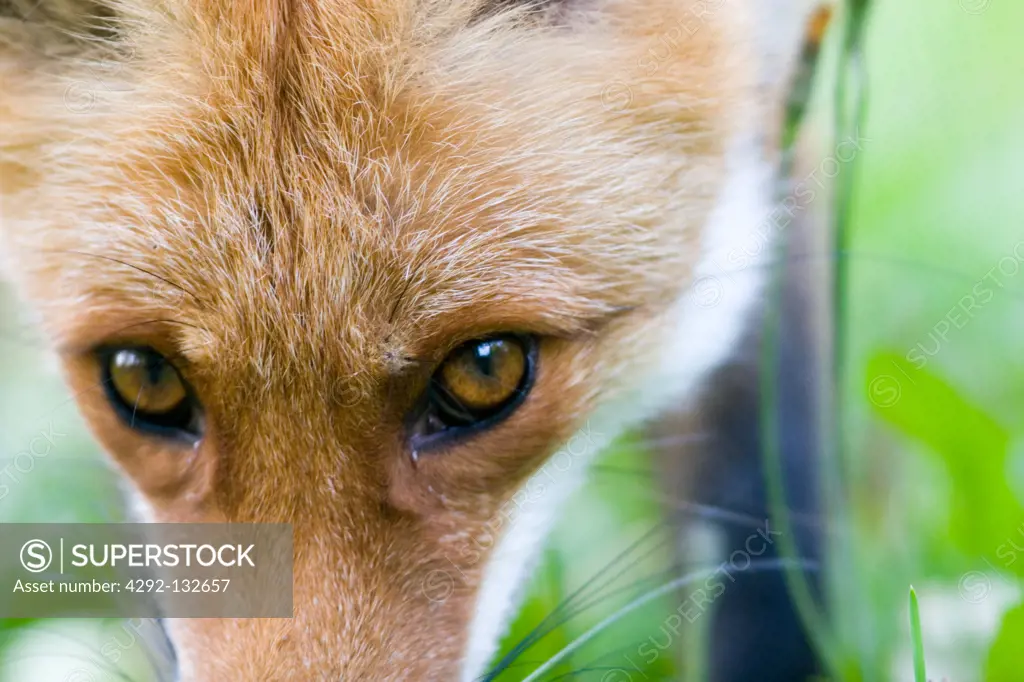 A Detail of the Head of a Young Fox.