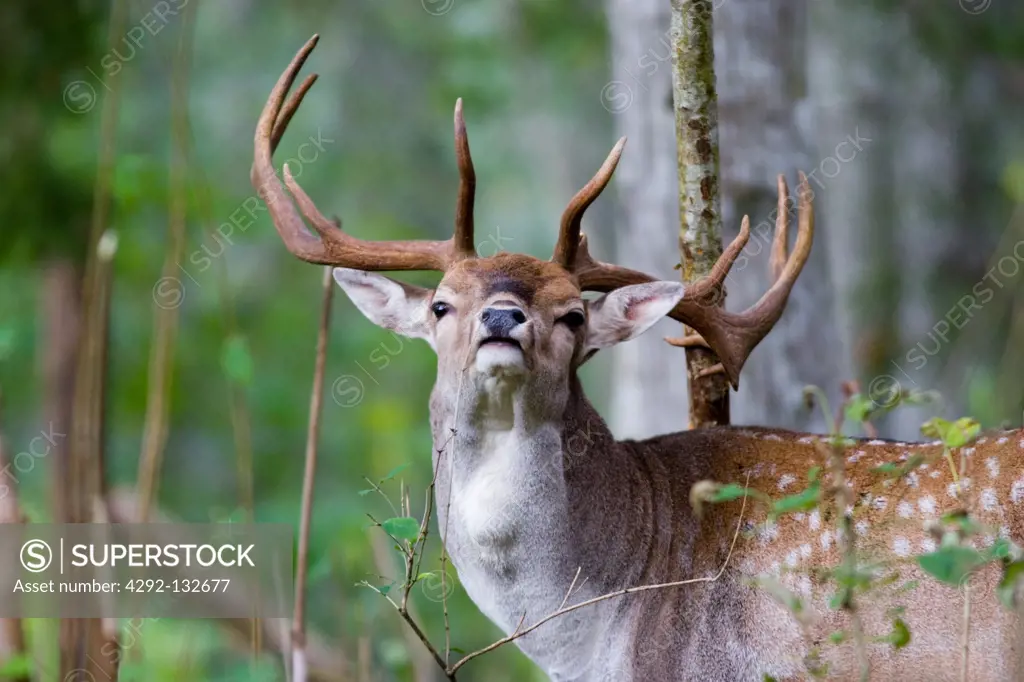 A Deer with Antlers.