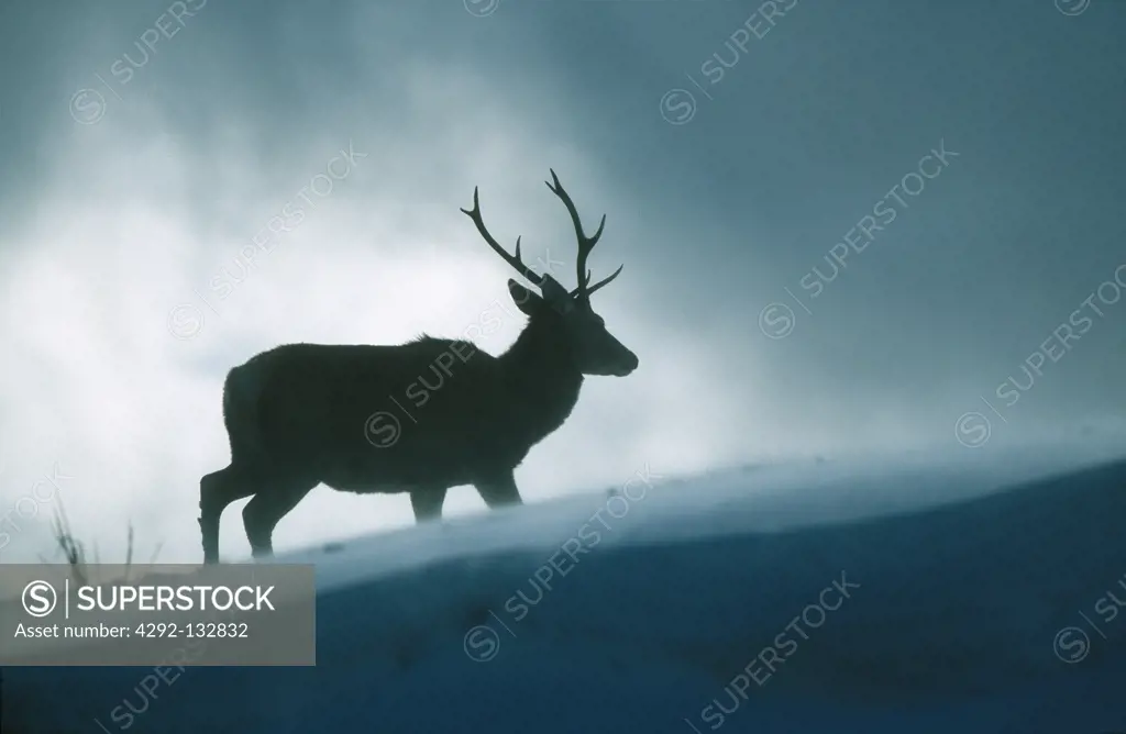 A Red Deer Stag in a Snowstorm. Cervus elaphus, Glen Cannich, Scotland
