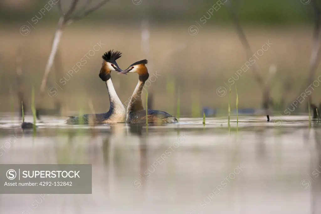 Great-crested grebes displaying