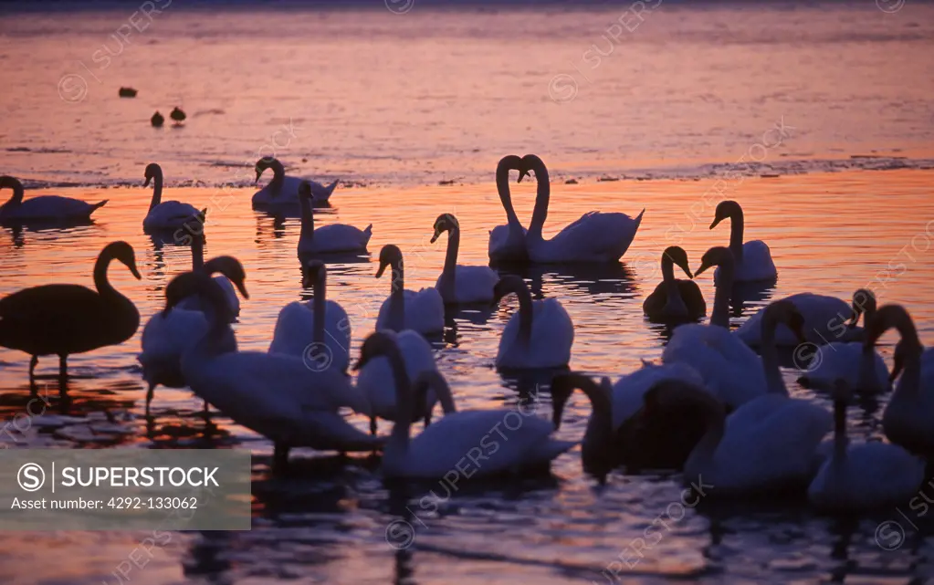 Swans on the Coast.