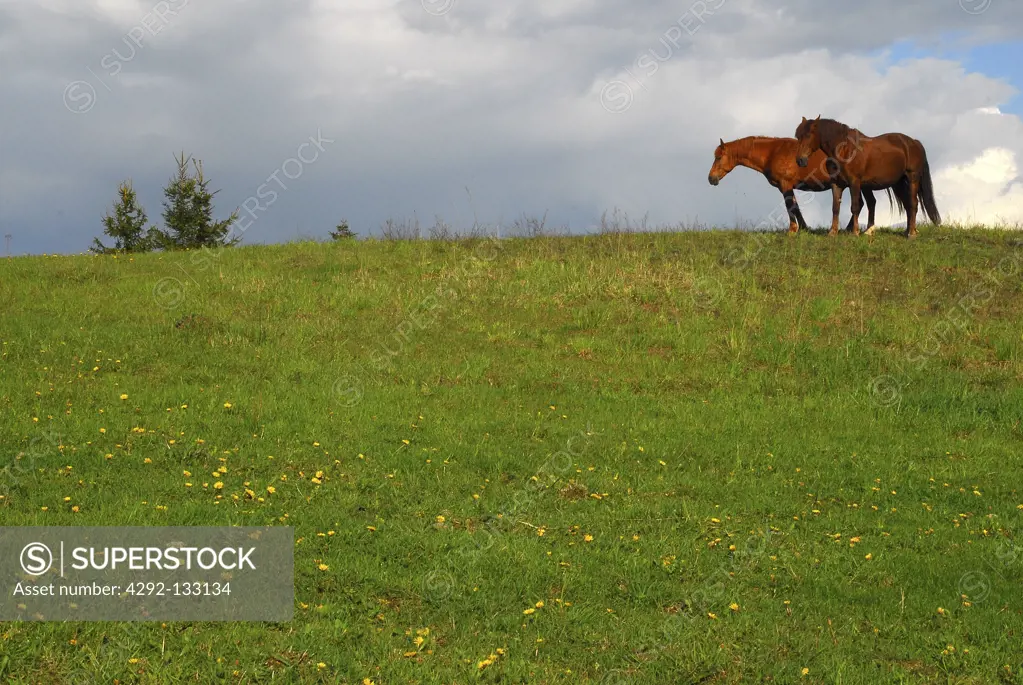 Two Horses on the Meadow