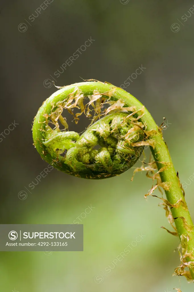 Unfurling spinulose wood fern