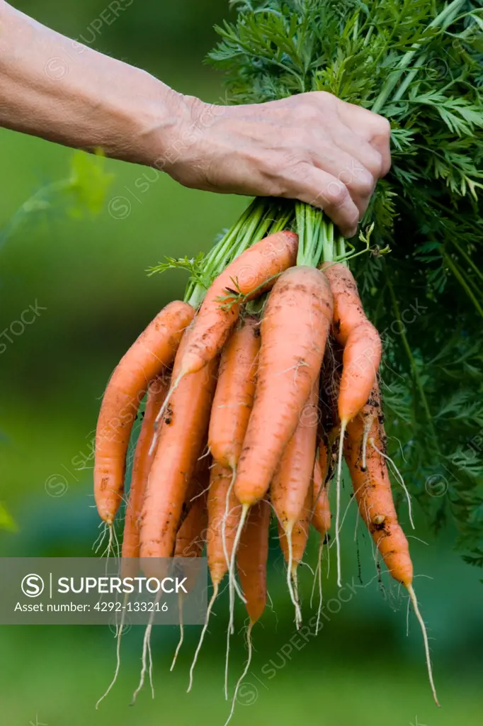 A Handful of Carrots.