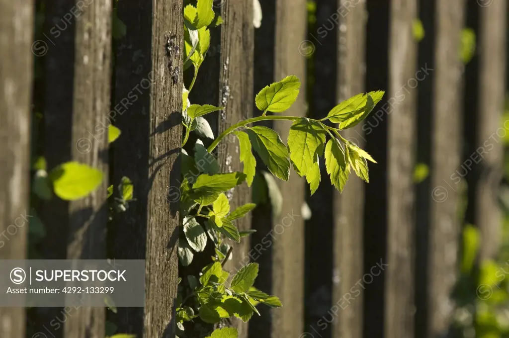 Branches through a Fence.