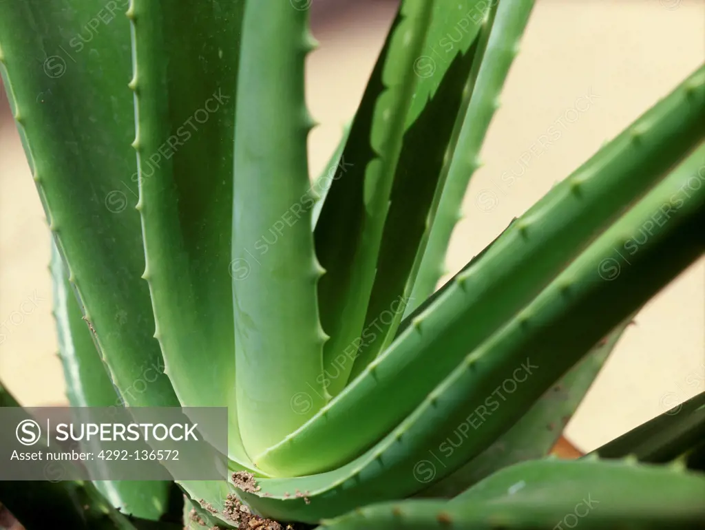 aloe (vera cacti cactuses barbadensis )