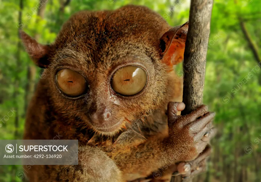 Philippines, Bohol island, Philippine tarsier, (Tarsius syrchta)