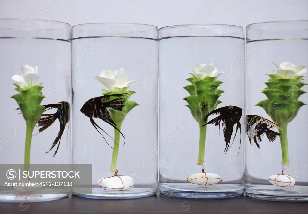Glass vases with tropical flowers and fish