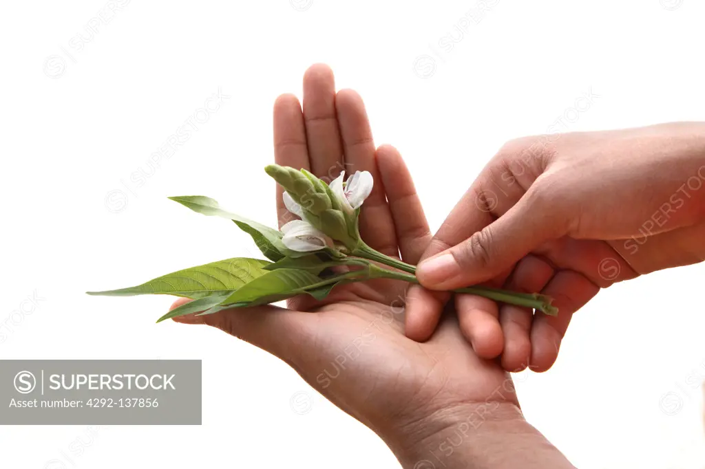 Woman's hands holding malabar flower