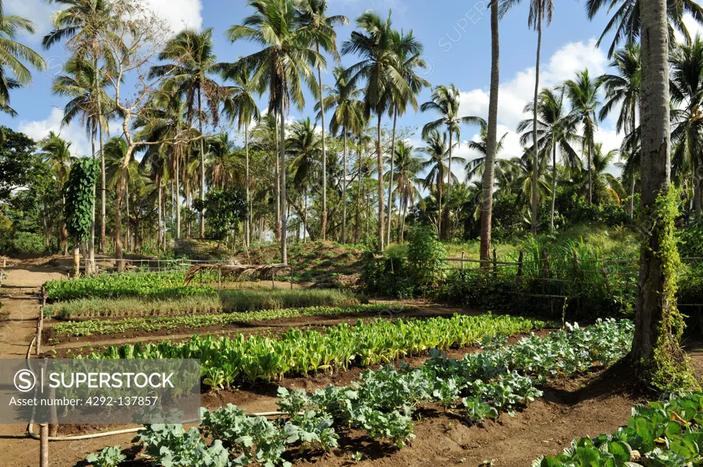 Philippines, organic farm