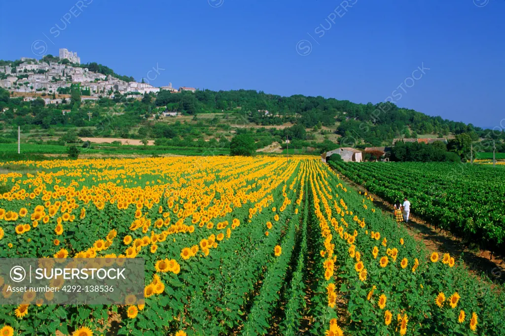 France, Vaucluse, Gorges, sunflower field