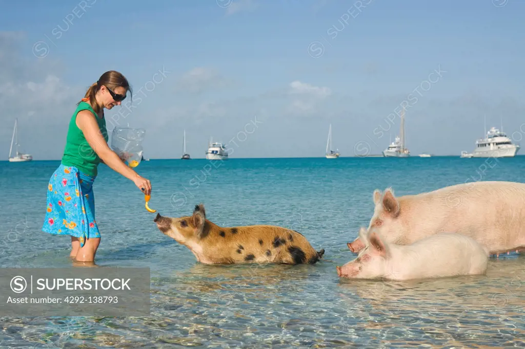 Bahamas, Exumas islands, woman feeding pigs on Big Majors Cay