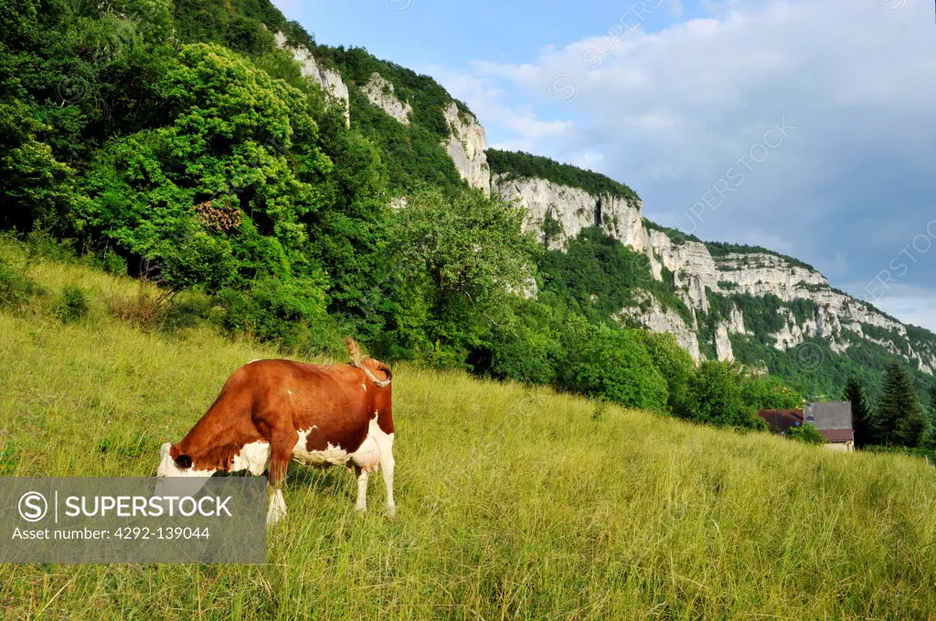 France, Haute-Savoie, Avant Pays Savoyarde, the Chartreuse Natural Park