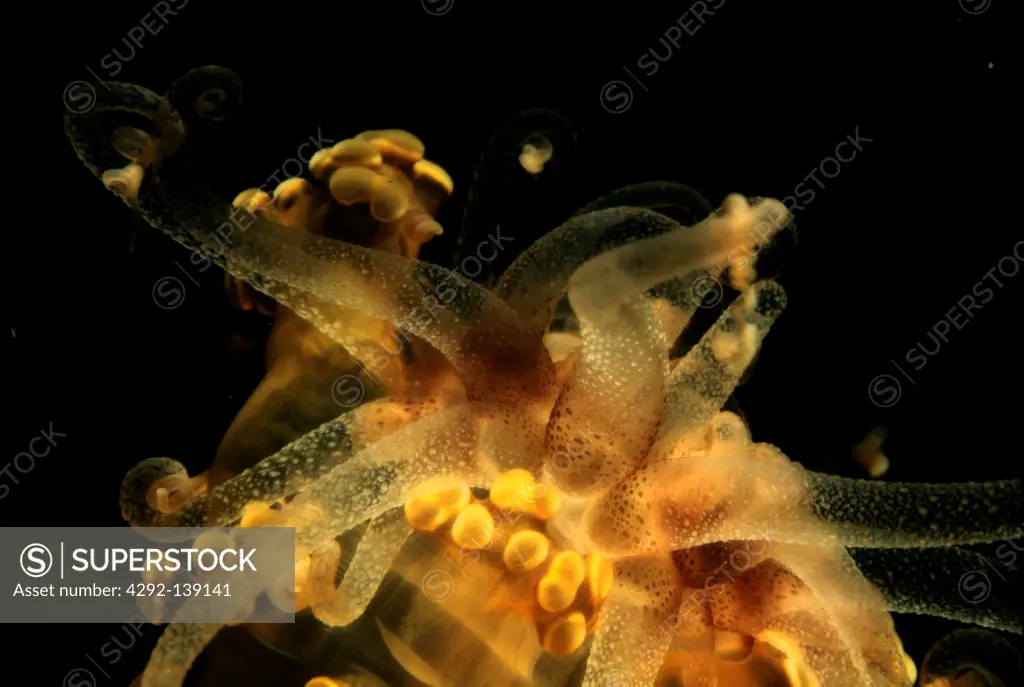 Sea Anemone, (Alicia Mirabilis)