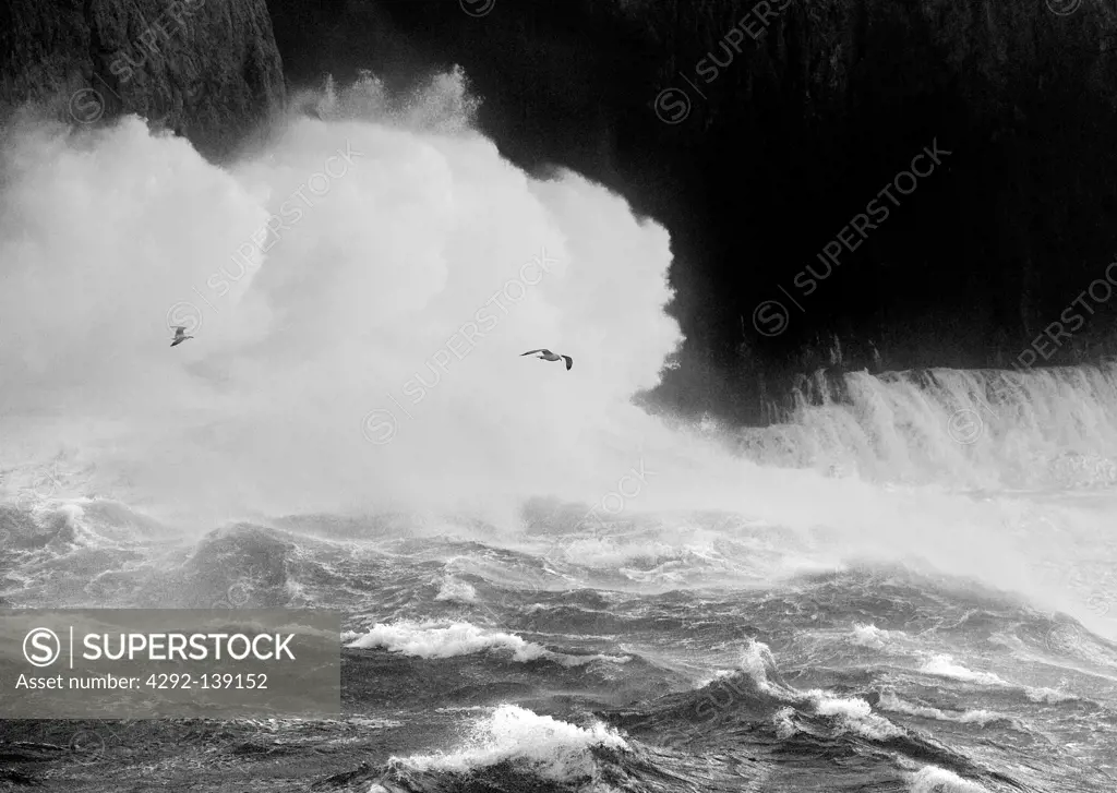 Italy, Sardinia, Capo Caccia, seagulls over sea storm