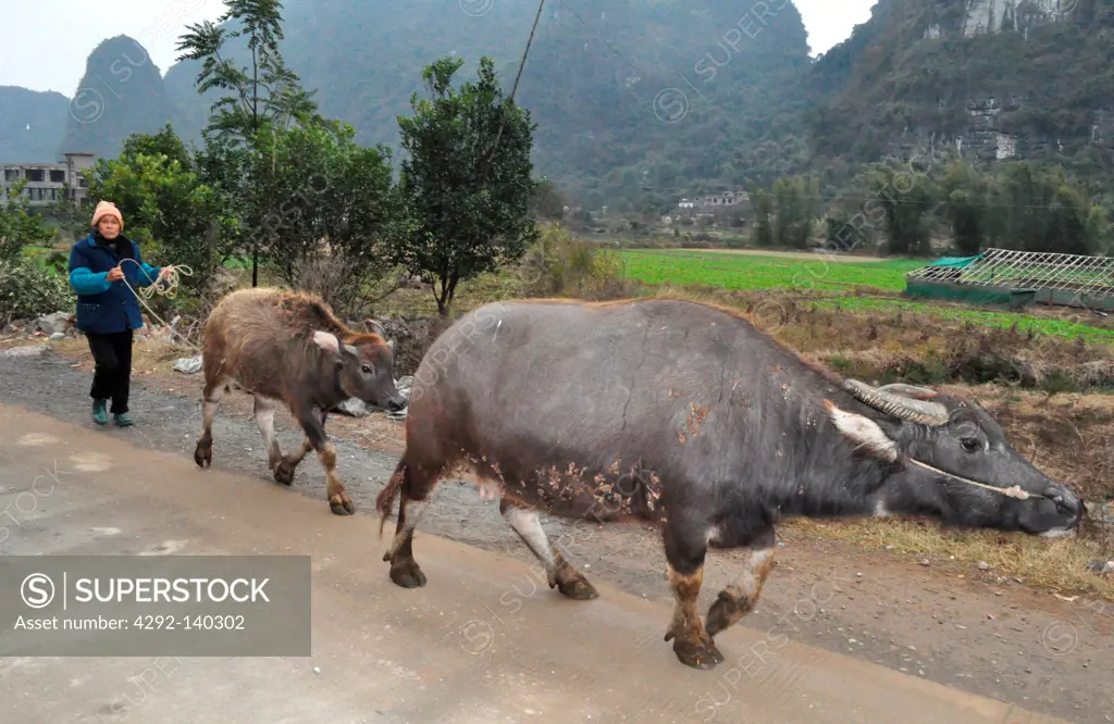 Yangshou, China, water buffaloes in the countryside