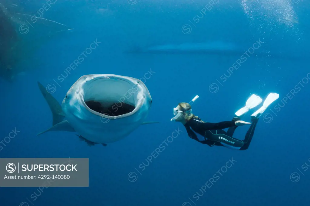 Whale Shark and Freediver, Rhincodon typus, Cenderawasih Bay, West Papua, Indonesia